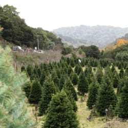 castro valley christmas tree farm christmas trees castro valley christmas tree farm christmas trees
