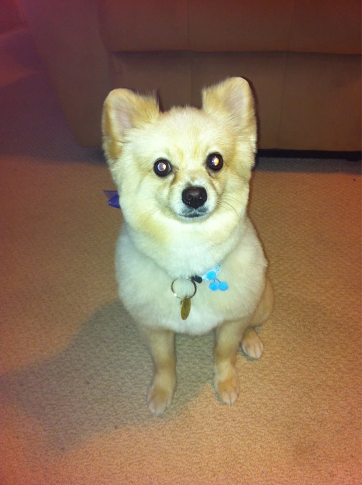 pomeranian getting groomed my pomeranian dolce after getting groomed at find groomers yelp pomeranian getting groomed my pomeranian dolce after getting groomed at find groomers yelp