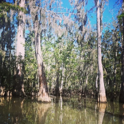 Honey Island Swamp Tour Yelp Honey Island Swamp Tour Yelp
