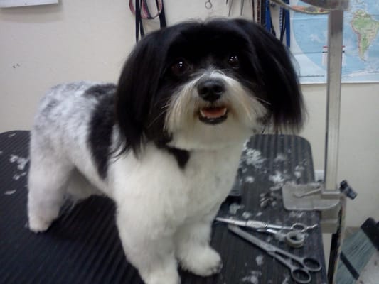 shih tzu maltese mix haircuts shih tzu maltese mix haircuts www imgkid the image kid has it shih tzu maltese mix haircuts shih tzu maltese mix haircuts www imgkid the image kid has it