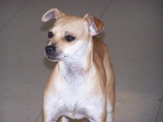 little Chihuahua / Italian Greyhound mix, and a real sweetie little Chihuahua / Italian Greyhound mix, and a real sweetie