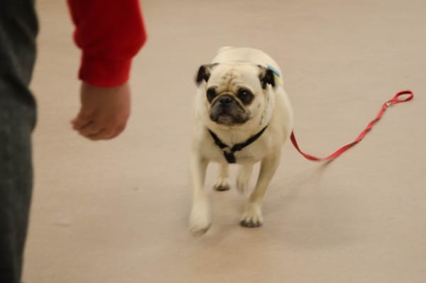 pug exercise mugsy the pug practices the recall exercise with distractions in obedience class yelp pug exercise mugsy the pug practices the recall exercise with distractions in obedience class yelp