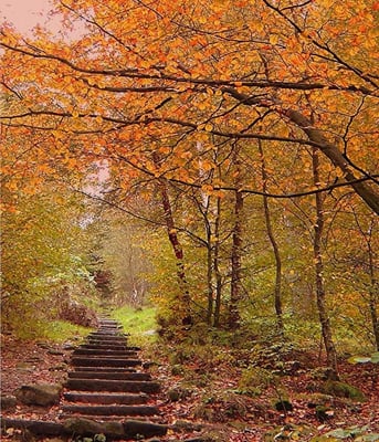 Chevin Forest