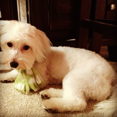 Photos for Just Around the Corner Dog Grooming &amp; Boutique | Yelp