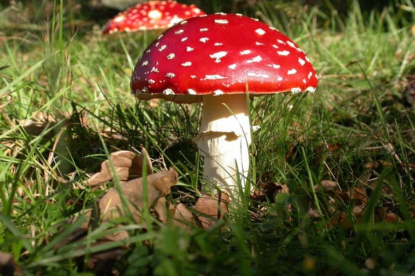 Chevin Forest