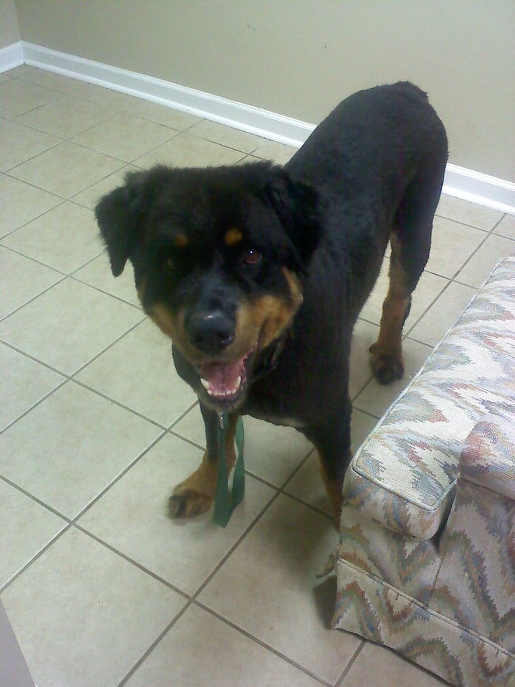 schnauzer rottweiler mix rottweiler mix yelp schnauzer rottweiler mix rottweiler mix yelp