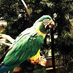 magnolia bird farm pet stores riverside ca reviews magnolia bird farm pet stores riverside ca reviews