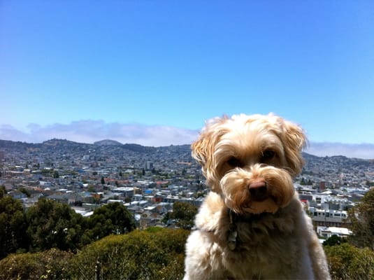 McKinley Square - Parks - San Francisco, CA - Yelp