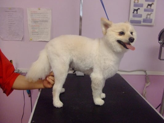 pomeranian with hair pomeranian with hair yelp pomeranian with hair pomeranian with hair yelp