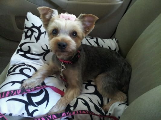 teddy cut yorkie poo yorkie poo teddy cut hairstylegalleries teddy cut yorkie poo yorkie poo teddy cut hairstylegalleries