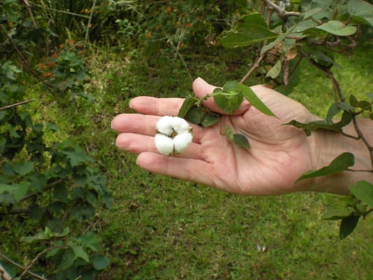 Nature S Way Acupuncture Herbs Nature S Way Acupuncture Herbs